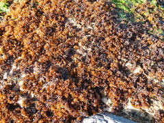 Nothogenia fastigiata