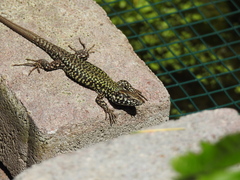 Podarcis muralis