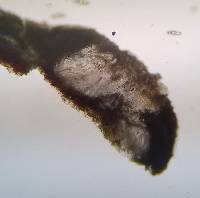 Pertusaria xanthodes