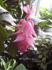Medinilla magnifica