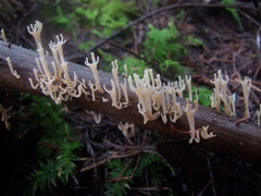 Artomyces cristatus