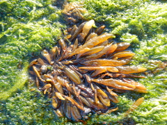 Adenocystis utricularis