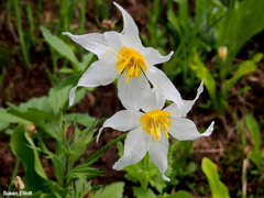 Erythronium montanum