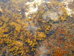 Caepidium antarcticum