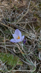 Crocus tauricus