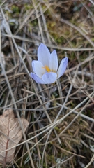 Crocus tauricus