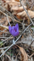 Crocus tauricus