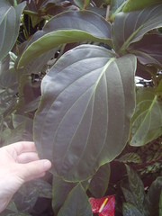 Medinilla magnifica