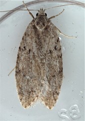 Semioscopis inornata