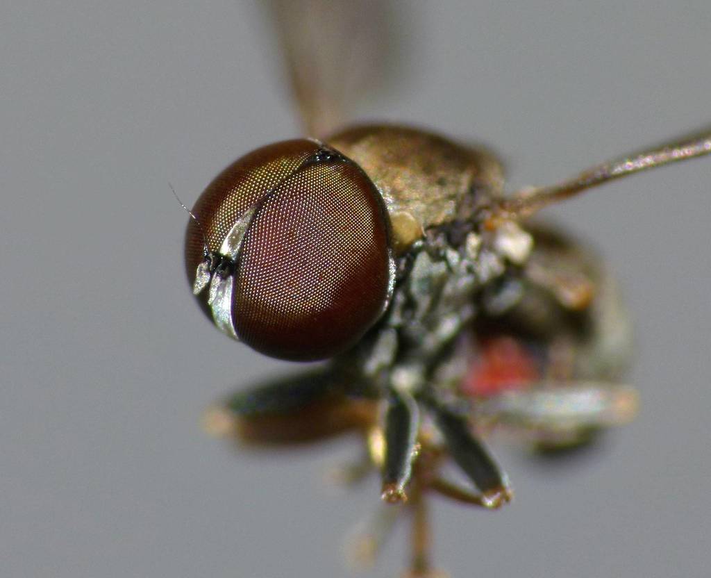 Dasydorylas arthurianus