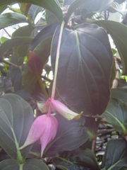 Medinilla magnifica