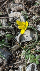 Gagea bohemica