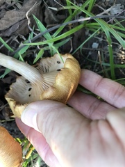 Desarmillaria caespitosa image