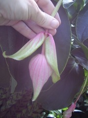 Medinilla magnifica