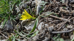 Gagea bohemica