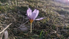 Crocus tauricus