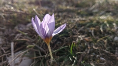 Crocus tauricus