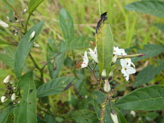 Trigona chanchamayoensis