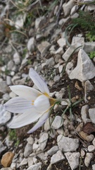 Crocus tauricus
