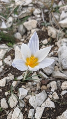 Crocus tauricus