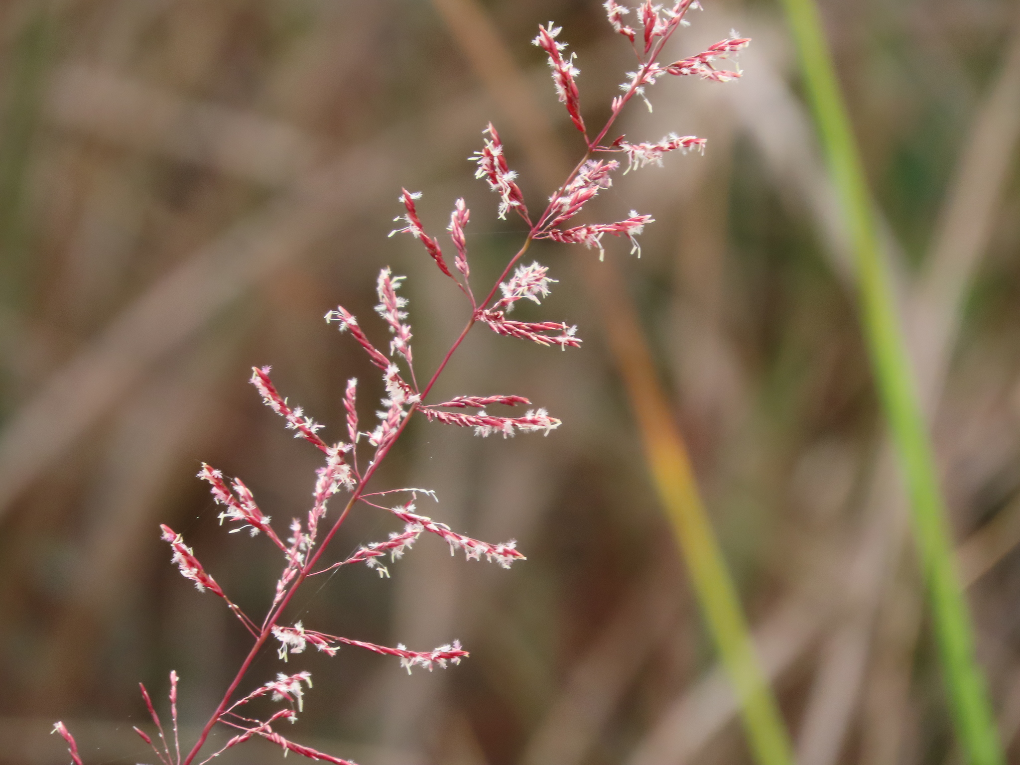 Sporobolus junceus