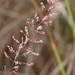 Pineywoods Dropseed - Photo (c) obrock, some rights reserved (CC BY-NC), uploaded by obrock