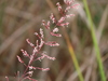 Pineywoods Dropseed - Photo (c) obrock, some rights reserved (CC BY-NC), uploaded by obrock