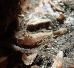 Mesocrangon munitella