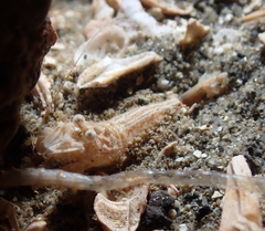 Mesocrangon munitella