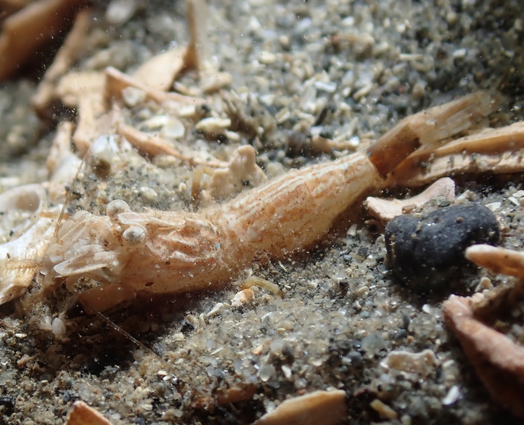 Miniature Spinyhead