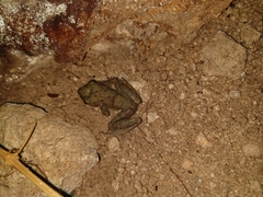 Craugastor yucatanensis