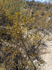 Larrea tridentata
