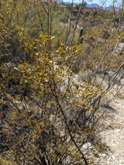 Larrea tridentata