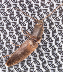 Dolerosomus silaceus