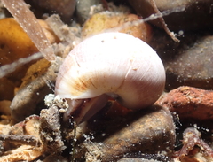 Cryptonatica aleutica