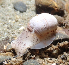 Cryptonatica aleutica