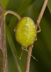 Ascra bifida