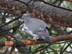Columba palumbus