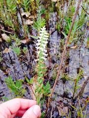 Spiranthes magnicamporum