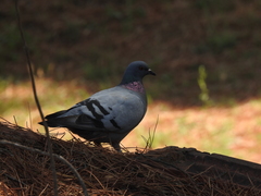 Columba livia domestica