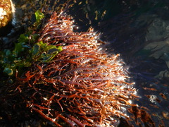 Chondracanthus chamissoi