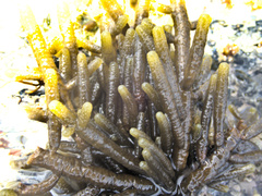 Splachnidium rugosum