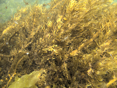 Xiphophora chondrophylla