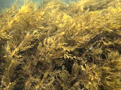 Xiphophora chondrophylla