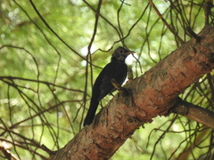 Turdus merula