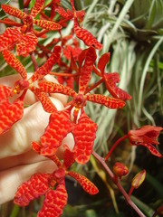 Renanthera storiei