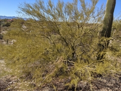 Parkinsonia microphylla