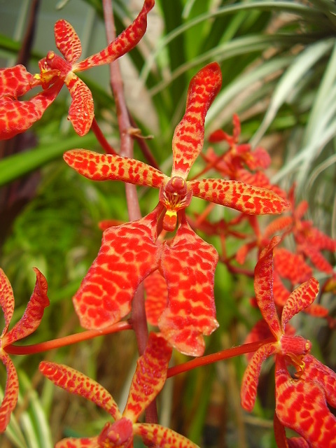 Renanthera