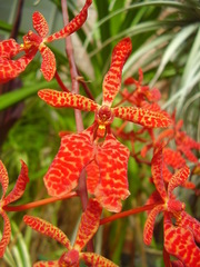 Renanthera storiei