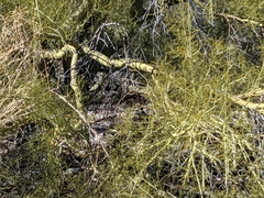 Parkinsonia microphylla